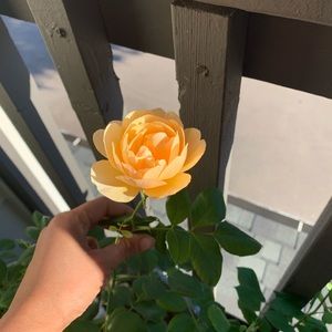 Meet your Posher, Vineetha